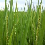 �椬�Фޤ����� 