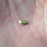 �н���Τ��ơ��ޤ��򤤱վ��Ǥ� 