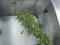 �뤤���ˤϥߥ����Ϥ 