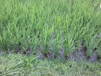 ʬ���Ĥ��Ĵ�Ǥ��� 