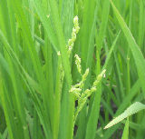 �椬�Ф�Ȥ��� 