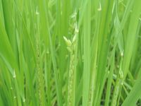 �椬���Ӥ���ޤ����� 