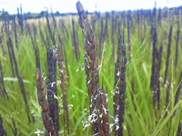 ���Ƥ����� 