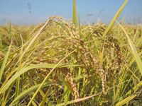 ͭ�����ݤ���ΤϤ� 