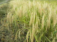 ���ƴ����� 