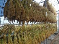 ������Ӽ��Ϥ��ޤ����� 