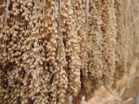 ����ⴢ�����档 