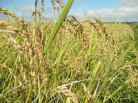 ͭ�����ݥ����˥������� 