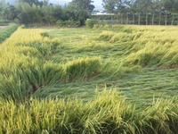 ���奦�����Ҥ����褦�� 