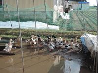 �ޤ�������� 