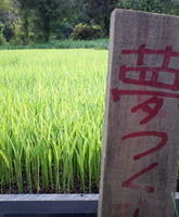 �꤬�Фơ����Ӥơ��� 