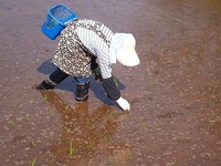 �������ο���ľ��������ʡ� 