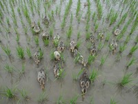 �����礭���ʤ�ޤ����� 