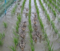 �����礭���ʤ�ޤ����� 