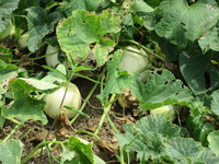 ���Τޤ�̵�������Ϥ��ơ��� 