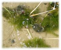 ����äȤ狼��Ť餤�Ǥ����礭���Τ���ɤ�������Τ⤤�ޤ� 