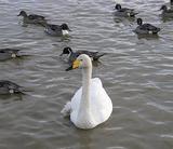 ��Ļ������֤Ǥ��� 