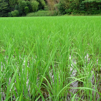 ���ӤƤޡ��� 