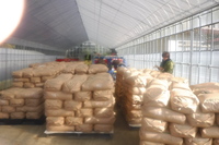 農薬、化学肥料不使用栽培 ササニ シキ小粒ちゃん